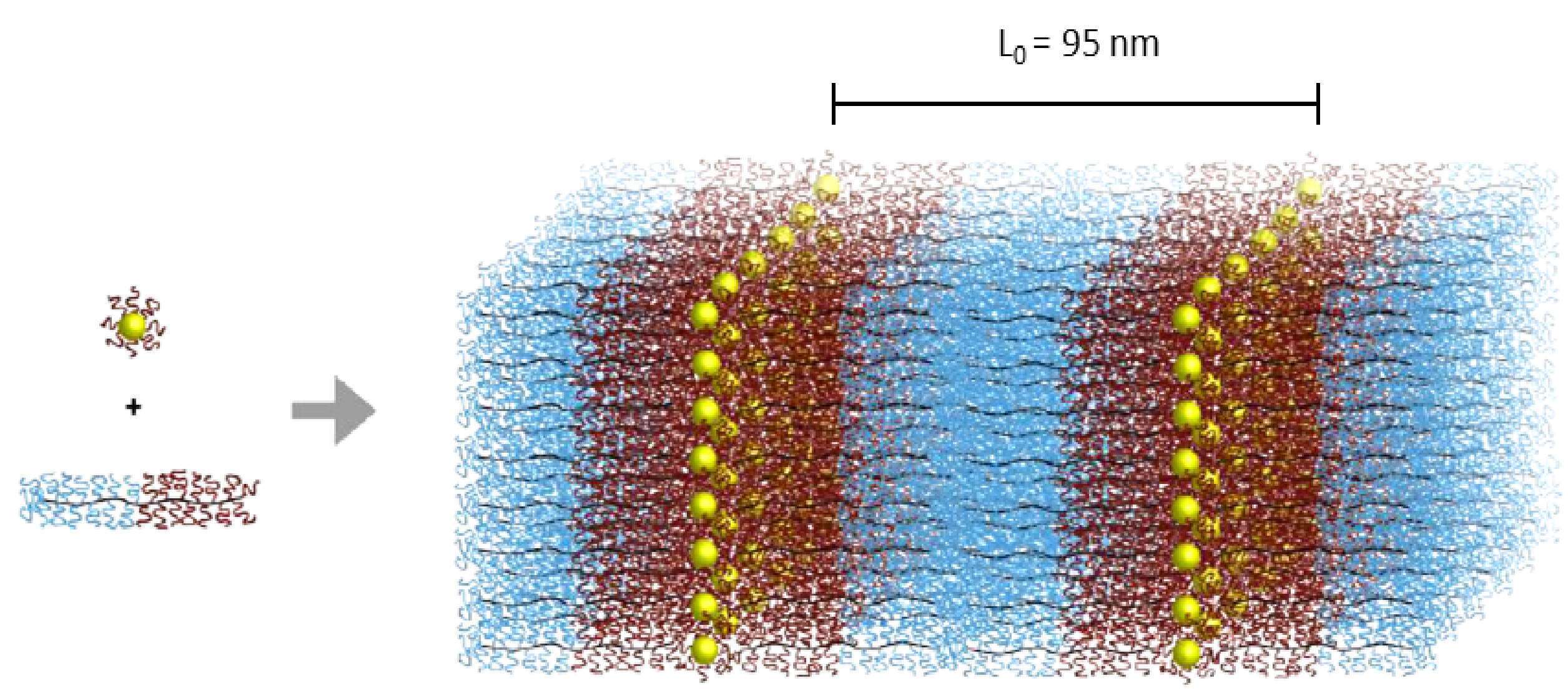 Co-assembly of Au nanoparticles with bottlebrush block copolymers